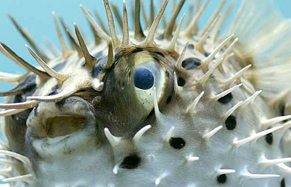こんな魚に出会えるかも?!