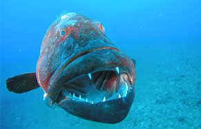 なんだったっけ…この魚…